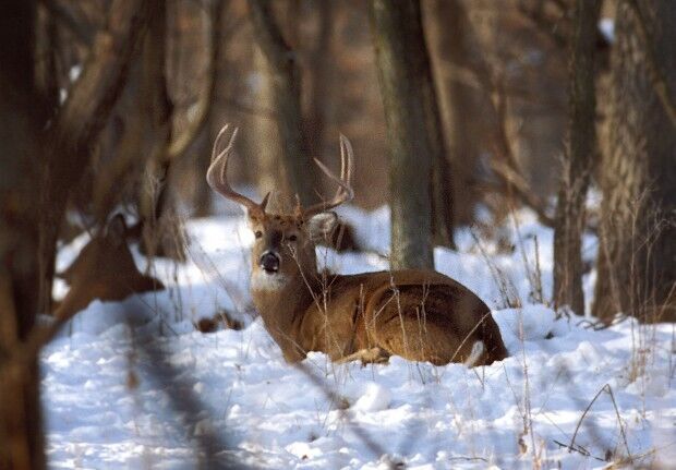 No. 7: Fontenelle Forest